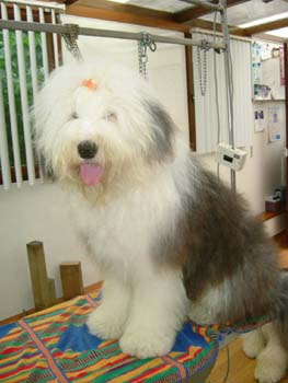 Mickey 200804