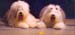 Cartouche met Snow BOESC 2003