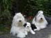 Shannon Gina Macy 260404 1