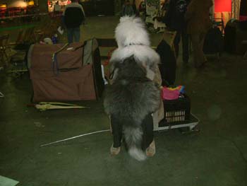 Gina mrt 2005